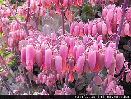 阿里山_DSCN9562_花_奮起湖公廁 阿里山_DSCN9562_花_奮起湖公廁