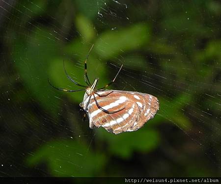 人面蜘蛛+端紫斑蝶_20120610_九芎湖