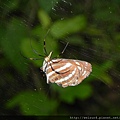 人面蜘蛛+端紫斑蝶_20120610_九芎湖