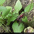 棕長腳蜂_上岸_20120527_卓也小屋