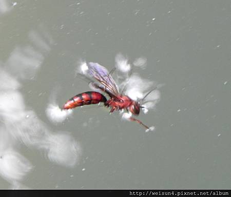 棕長腳蜂_落水掙扎-2_20120527_卓也小屋 棕長腳蜂_落水掙扎-2_20120527_卓也小屋
