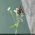 棕長腳蜂_擦乾_20120527_卓也小屋