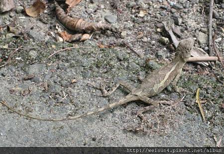 攀木蜥蝪_20090705_獅頭山 攀木蜥蝪_20090705_獅頭山