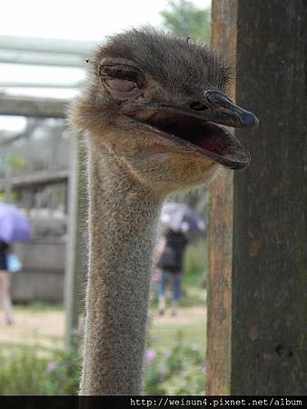 天馬牧場_DSCN0134_駝鳥_頭_瞌睡 天馬牧場_DSCN0134_駝鳥_頭_瞌睡