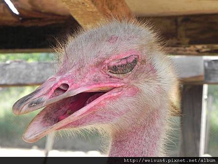 天馬牧場_DSCN0159_駝鳥_頭_發情 天馬牧場_DSCN0159_駝鳥_頭_發情