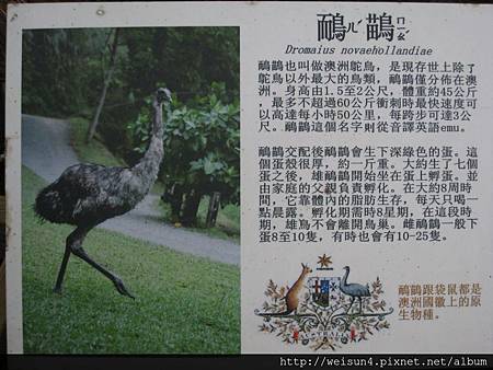 綠世界_IMG_7190_看板_鴯鶓 綠世界_IMG_7190_看板_鴯鶓