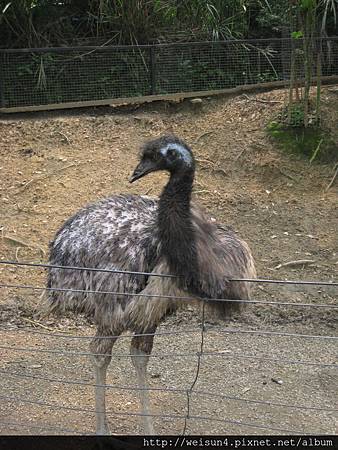 綠世界_IMG_7192_鴯鶓 綠世界_IMG_7192_鴯鶓