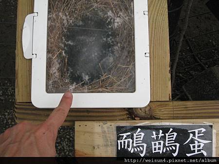 綠世界_IMG_7195_鴯鶓蛋 綠世界_IMG_7195_鴯鶓蛋