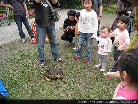 綠世界_IMG_7260_綠野廣場_輻射陸龜 綠世界_IMG_7260_綠野廣場_輻射陸龜
