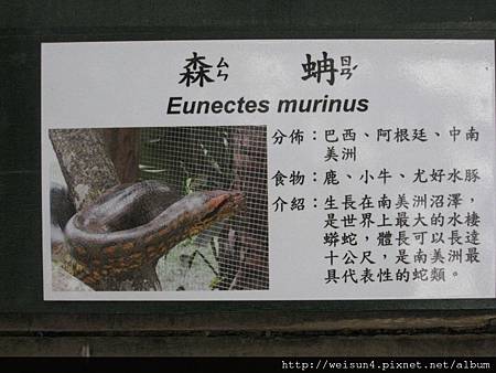綠世界_IMG_7269_看板_森蚺 綠世界_IMG_7269_看板_森蚺