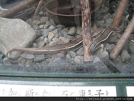 綠世界_IMG_7272_馬達加斯加石龍子 綠世界_IMG_7272_馬達加斯加石龍子