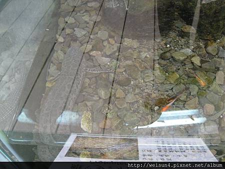 綠世界_IMG_7280_維多利亞肺魚 綠世界_IMG_7280_維多利亞肺魚