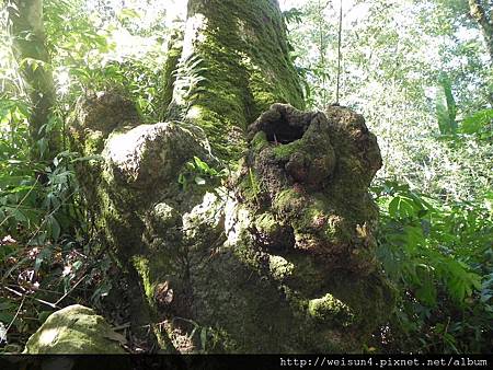 馬那邦山_DSCN3578_樹瘤 馬那邦山_DSCN3578_樹瘤