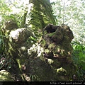 馬那邦山_DSCN3578_樹瘤