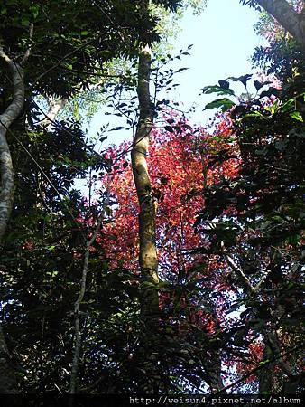 馬那邦山_DSCN3587_樹_紅槭