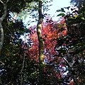 馬那邦山_DSCN3587_樹_紅槭