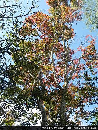 馬那邦山_DSCN3611_樹_紅槭 馬那邦山_DSCN3611_樹_紅槭