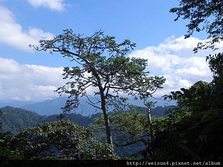馬那邦山_DSCN3613_樹 馬那邦山_DSCN3613_樹