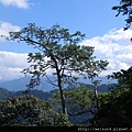 馬那邦山_DSCN3613_樹