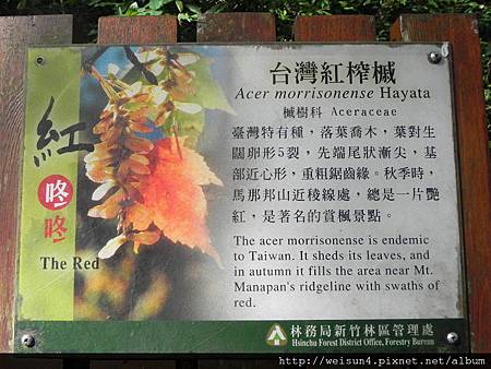 馬那邦山_DSCN3620_看板_台灣紅榨槭 馬那邦山_DSCN3620_看板_台灣紅榨槭