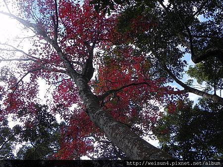 馬那邦山_DSCN3628_樹_紅槭 馬那邦山_DSCN3628_樹_紅槭