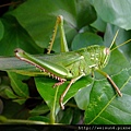 昆蟲綱_直翅目_蝗科_台灣大蝗_20120921_(Jeff)