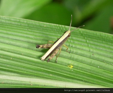 昆蟲綱_直翅目_劍角蝗科_台灣佛蝗_竹縣-沙湖壢_20030525 昆蟲綱_直翅目_劍角蝗科_台灣佛蝗_竹縣-沙湖壢_20030525