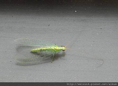 昆蟲綱_脈翅目_草蛉科_草蛉_竹北文化中心旁_20120812 昆蟲綱_脈翅目_草蛉科_草蛉_竹北文化中心旁_20120812