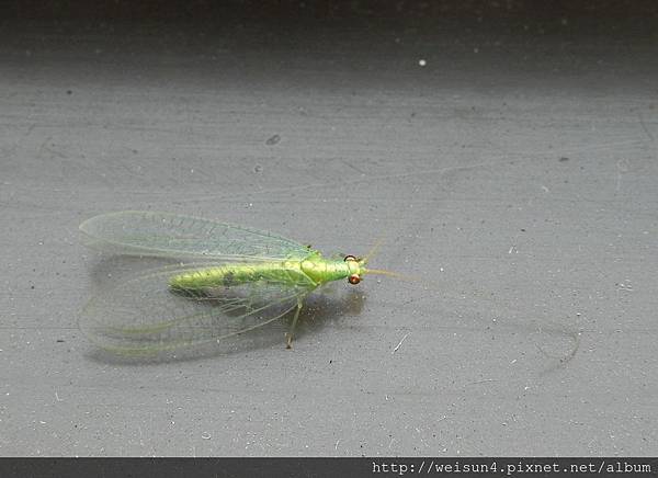 昆蟲綱_脈翅目_草蛉科_草蛉_竹北文化中心旁_20120812 昆蟲綱_脈翅目_草蛉科_草蛉_竹北文化中心旁_20120812