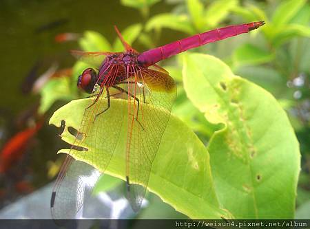 昆蟲綱_蜻蛉目_蜻蜓科_紫紅蜻蜓-雄_苗縣-神龍山莊_20120909