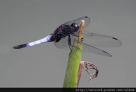 昆蟲綱_蜻蛉目_蜻蜓科_鼎脈蜻蜓_雄_苗栗-卓也小屋_20120527 昆蟲綱_蜻蛉目_蜻蜓科_鼎脈蜻蜓_雄_苗栗-卓也小屋_20120527