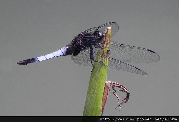 昆蟲綱_蜻蛉目_蜻蜓科_鼎脈蜻蜓-雄_苗栗-卓也小屋_20120527