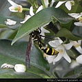 昆蟲綱_膜翅目_胡蜂科_虎斑泥壺蜂_竹縣-九芎湖_20120715_DSCN9291