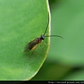 昆蟲綱_膜翅目_葉蜂科_葉蜂_苗縣-薑麻園_20120826-