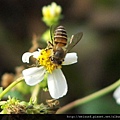 昆蟲綱_膜翅目_蜜蜂科_義大利蜂_20070220_(Jeff)