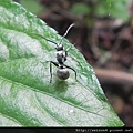 昆蟲綱_膜翅目_蟻科_黑棘蟻_竹縣-九芎湖_20120819