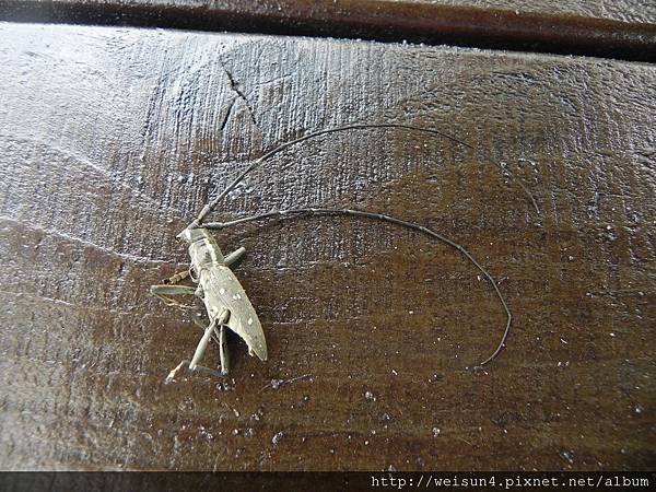 昆蟲綱_鞘翅目_天牛科_黃星天牛_台中縣-新社古堡_2011084 昆蟲綱_鞘翅目_天牛科_黃星天牛_台中縣-新社古堡_2011084
