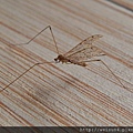 昆蟲綱_雙翅目_大蚊科_大蚊_竹北-文化中心旁_20120704