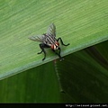 昆蟲綱_雙翅目_狂蠅總科_肉蠅科_肉蠅_竹市-香山_20120615