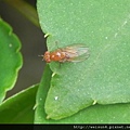 昆蟲綱_雙翅目_果實蠅總科_果實蠅科_果實蠅_苗縣-薑麻園_20120826