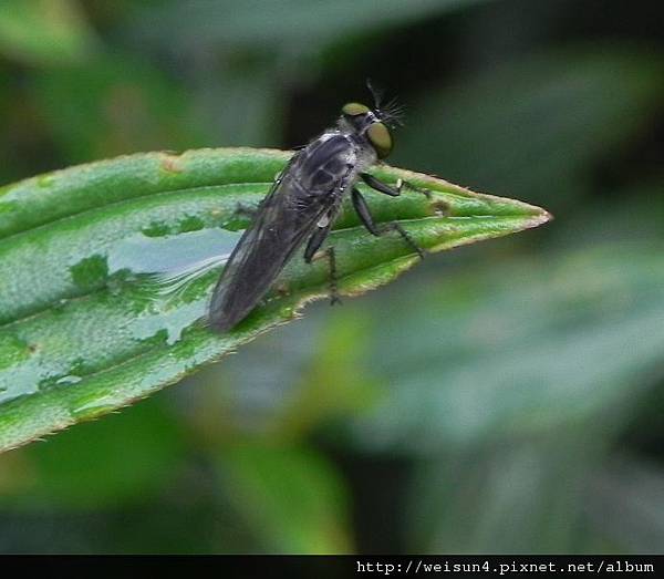 昆蟲綱_雙翅目_食蟲虻科_食蟲虻_苗縣-薑麻園_20120826 昆蟲綱_雙翅目_食蟲虻科_食蟲虻_苗縣-薑麻園_20120826