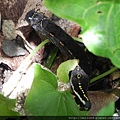 昆蟲綱_鱗翅目_天蛾科_芋雙線天蛾_竹市-香山_20120615