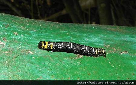 昆蟲綱_鱗翅目_尺蛾科_枝尺蛾_竹縣-飛鳳山_20120916 昆蟲綱_鱗翅目_尺蛾科_枝尺蛾_竹縣-飛鳳山_20120916