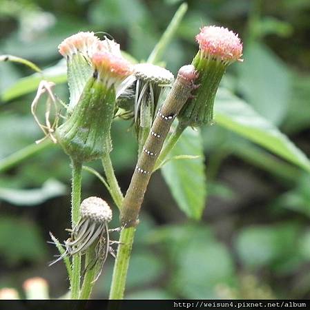 昆蟲綱_鱗翅目_尺蛾科_柑橘尺蛾_竹縣-九芎湖_20120610