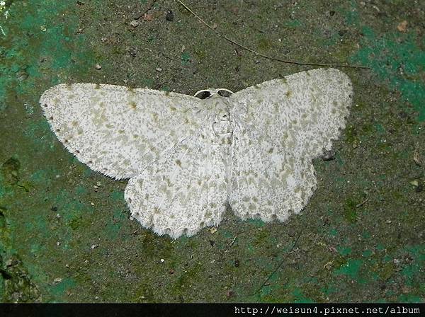昆蟲綱_鱗翅目_尺蛾科_姬尺蛾亞科_姬尺蛾_竹縣-飛鳳山_20120916 昆蟲綱_鱗翅目_尺蛾科_姬尺蛾亞科_姬尺蛾_竹縣-飛鳳山_20120916