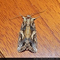 昆蟲綱_鱗翅目_夜蛾科_斜紋夜蛾_竹縣-文化中心旁_20120921