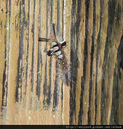 昆蟲綱_鱗翅目_毒蛾科_基斑毒蛾_獅頭山_20101128