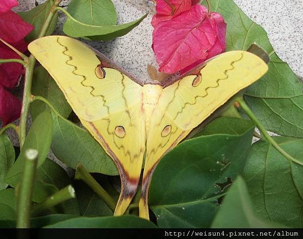 昆蟲綱_鱗翅目_天蠶蛾科_長尾水青蛾-雄-2_ 昆蟲綱_鱗翅目_天蠶蛾科_長尾水青蛾-雄-2_