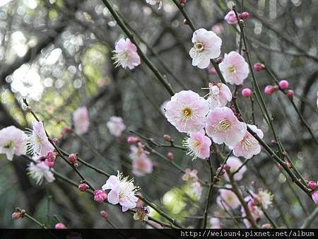南庄_李家莊_梅花_DSCN9934 南庄_李家莊_梅花_DSCN9934