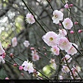 南庄_李家莊_梅花_DSCN9934
